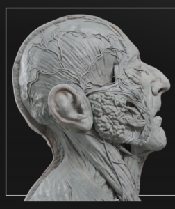 Anatomy One site screengrab