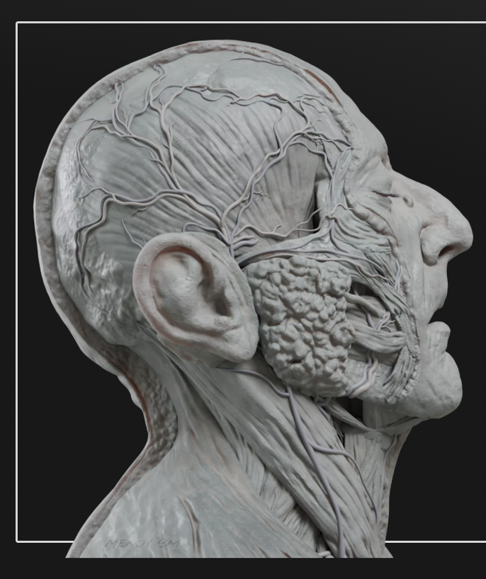 Anatomy One site screengrab